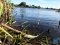 У Нововолинську виявили мертву рибу в озері