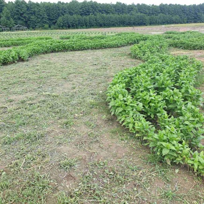 «Волинська Голландія» готується до осіннього фестивалю. ФОТО