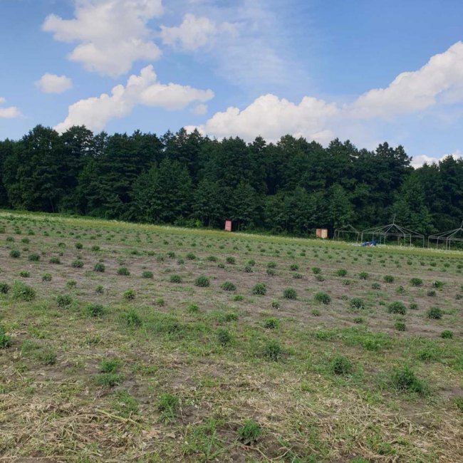 «Волинська Голландія» готується до осіннього фестивалю. ФОТО