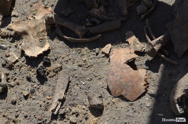 У сквері, в центрі Луцька, знайшли людські рештки. ФОТО