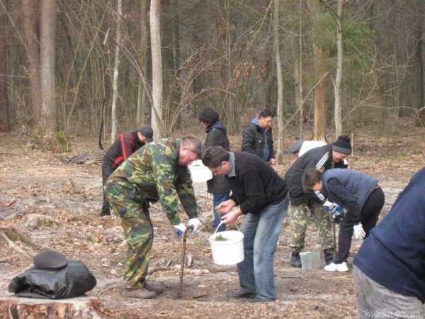 Чиновники на чолі з Колісником садили ліс