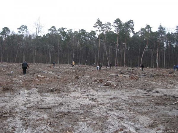 Чиновники на чолі з Колісником садили ліс