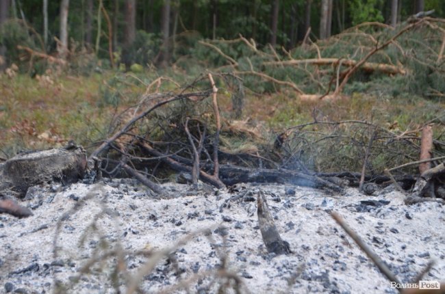 Цуманська пуща