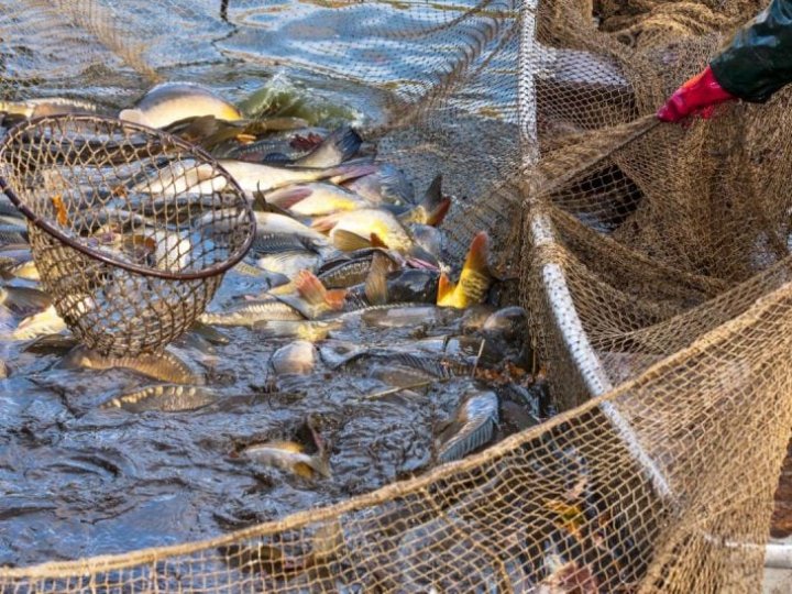 На Волині пенсіонер наловив риби на чверть мільйона гривень 