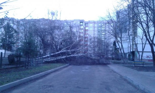 Повалені дерева і розтрощені авто: в Україні вирує ураганний вітер. ФОТО