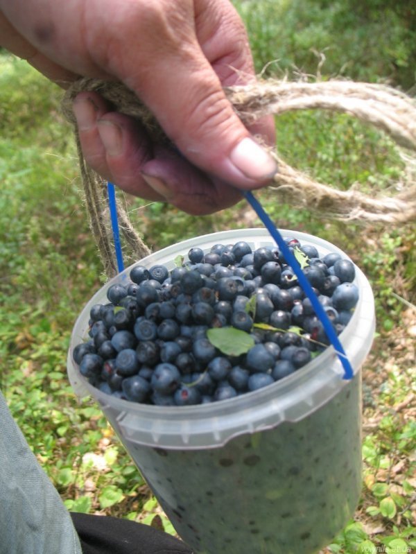 Скільки волиняни заробляють на чорницях?