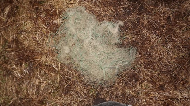 «Сімейне браконьєрство»: на Волині батько з сином ловлять рибу сітками