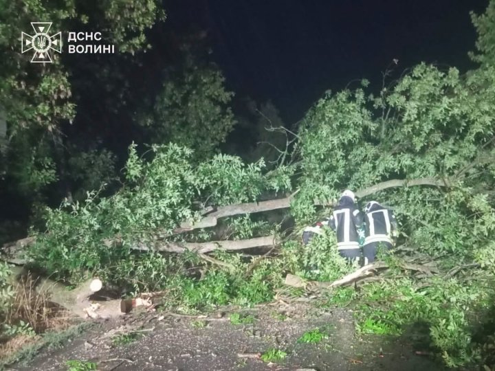 Негода на Волині: дерево впало на дорогу та перегородило рух транспорту