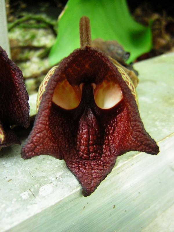 Дарт Вейдер (Aristolochia Salvadorensis)