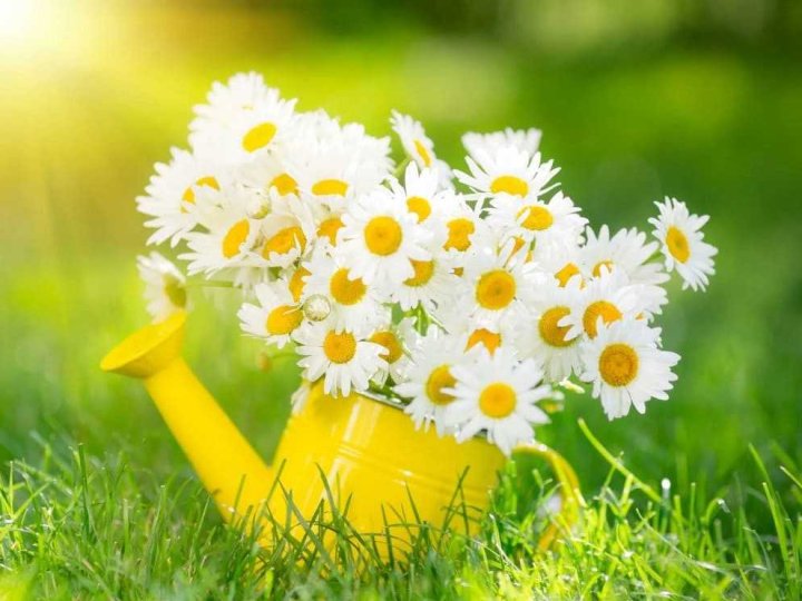 Середня температура серпня на Волині була нижча за норму