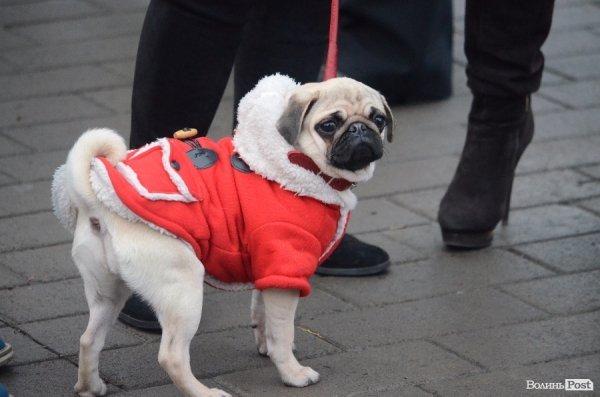 У Луцьку запалили новорічну ялинку. ФОТО