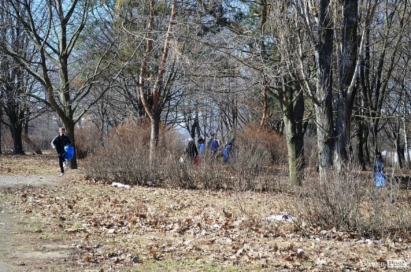 У луцькому парку зноситимуть дерева