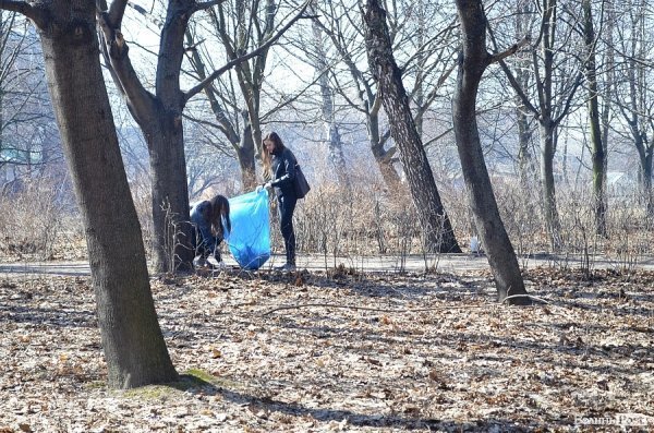 У луцькому парку зноситимуть дерева