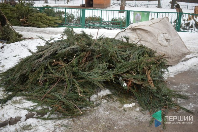 Куди в Луцьку можна здати ялинку, щоб вона принесла користь