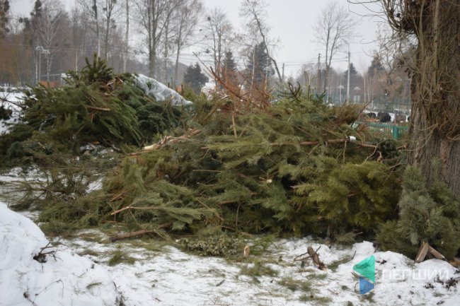 Куди в Луцьку можна здати ялинку, щоб вона принесла користь