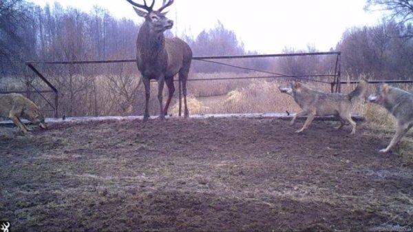 Зграя вовків полює на оленя (фото Сергія Гащака)