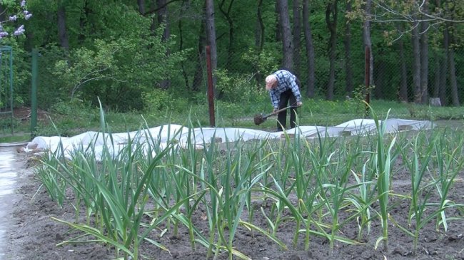 Через відсутність громадського транспорту 82-річний пенсіонер з Луцька 4 години пішки йде до дачі