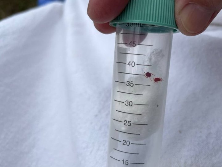 У кліщах на Волині виявили бактерії туляремії: що це за хвороба