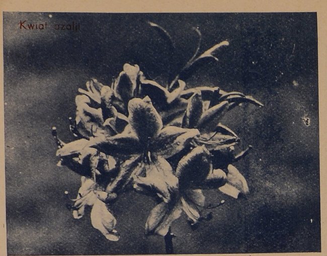 Квітка азалія на Волині