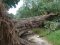На Волині негода у двох селах повалила величезні дерева. ФОТО
