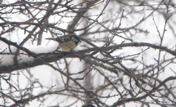 Снігопад у Луцьку. ФОТО