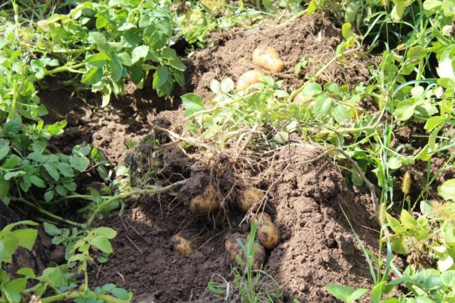 На Волині вирощують нові сорти картоплі за сучасною технологією. ФОТО