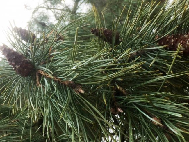  Волинські школярі ходили у «шишкову експедицію». ФОТО