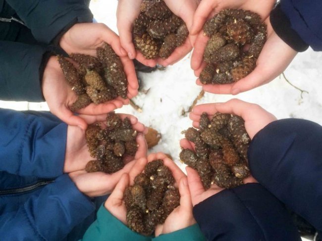  Волинські школярі ходили у «шишкову експедицію». ФОТО