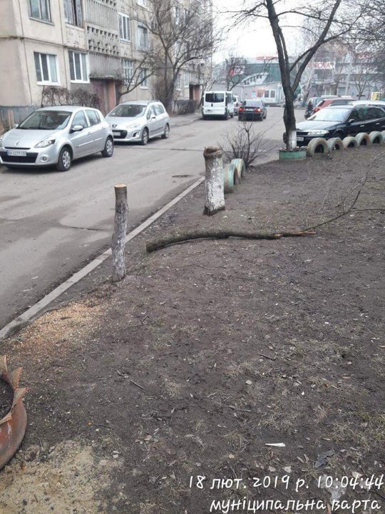 У Луцьку зловили комунальників, які без дозволів зрізали дерева