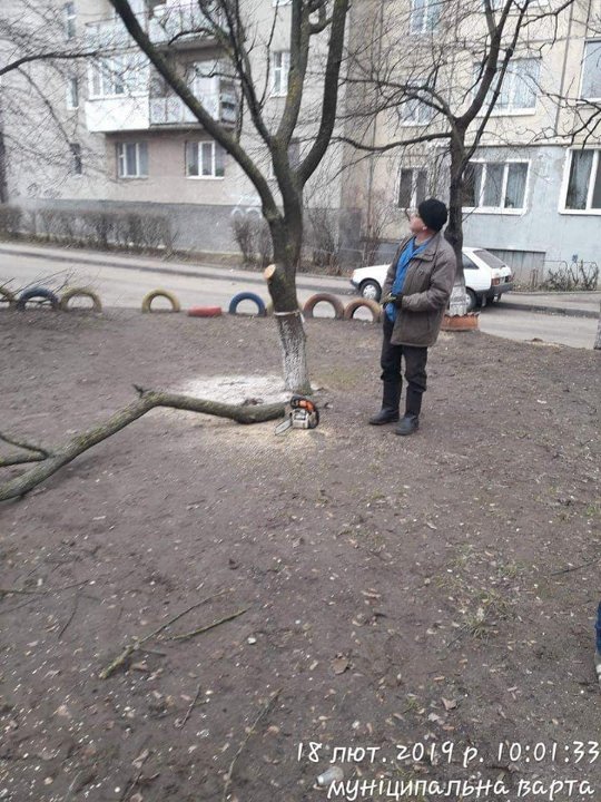 У Луцьку зловили комунальників, які без дозволів зрізали дерева