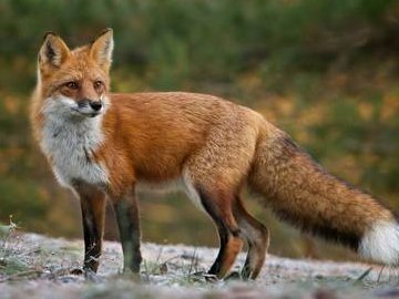 У центрі Луцька гуляла лисиця. ВІДЕО