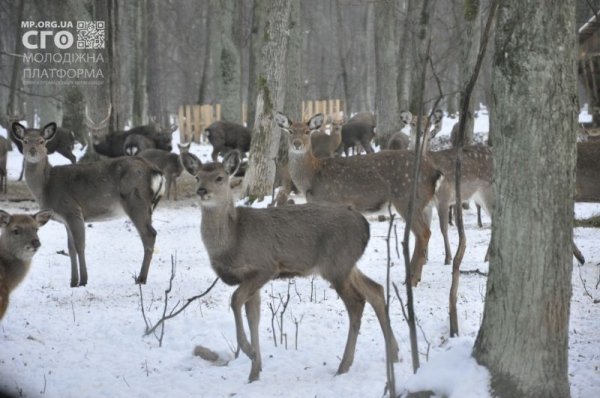Як на Волині діти підгодовували диких тварин. ФОТО