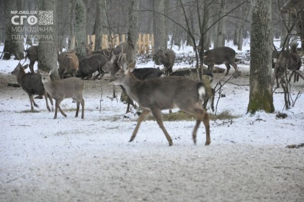 Як на Волині діти підгодовували диких тварин. ФОТО