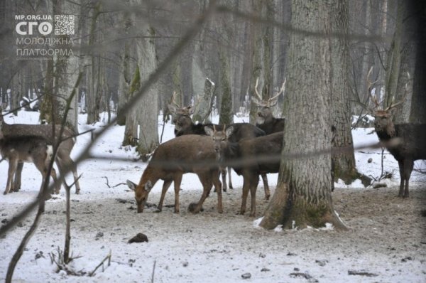 Як на Волині діти підгодовували диких тварин. ФОТО