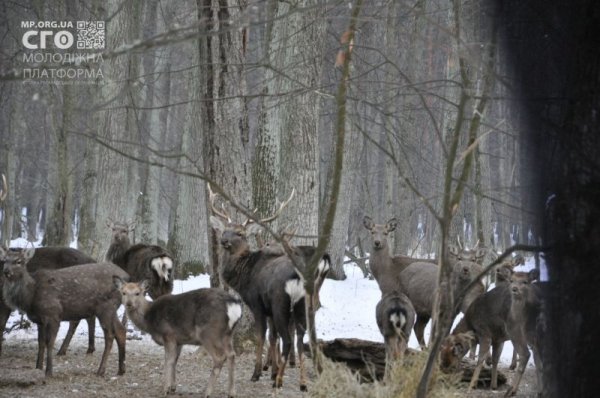 Як на Волині діти підгодовували диких тварин. ФОТО