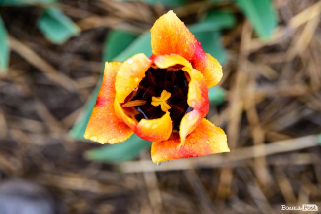 Попри негоду «Волинська Голландія» гостинно зустрічає гостей. ФОТО