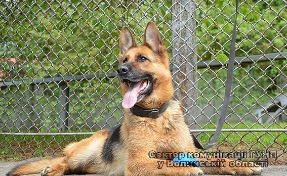 Луцькі школярі побували в гостях у кінологів. ФОТО