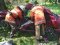 Смертельна аварія на Житомирщині: загинули троє дорослих і 9-місячна дитина. ФОТО
