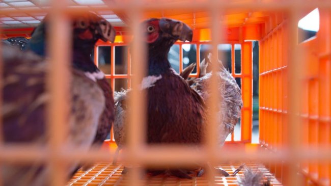 На Волинь привезли майже чотири тисячі фазанів. ФОТО