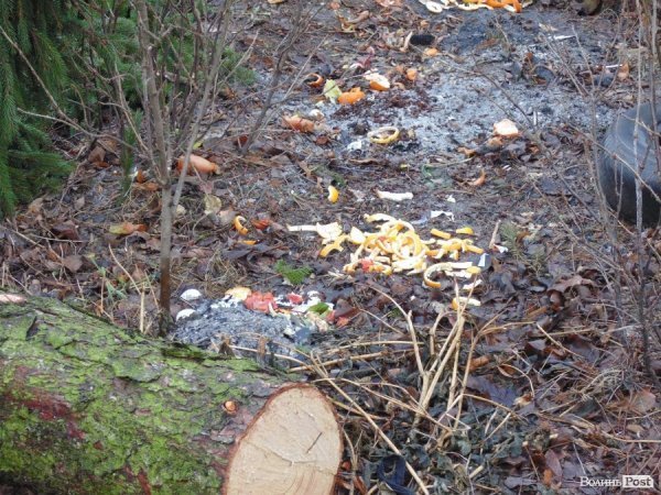 У центрі Луцька спиляли древню ялинку. ФОТО