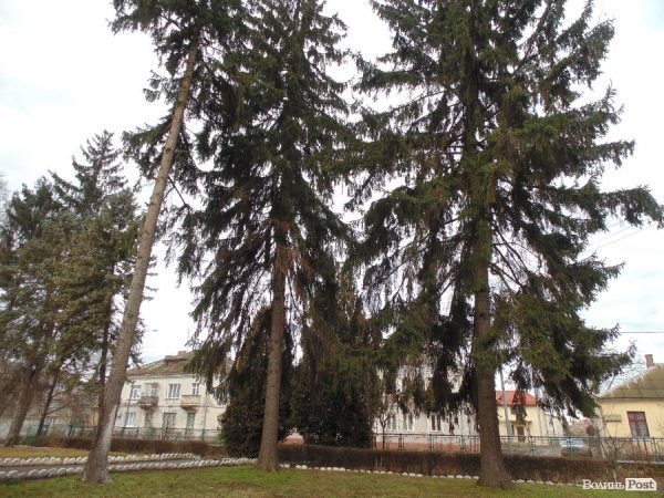 У центрі Луцька спиляли древню ялинку. ФОТО