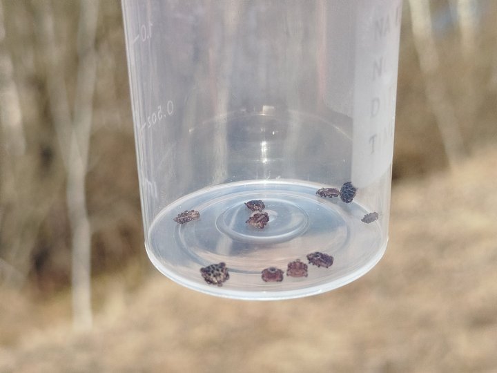 На Волині кліщі за місяць покусали 68 людей