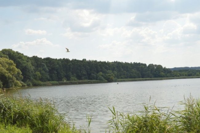 Як на Волині мисливці полювали на пернатих. ФОТО
