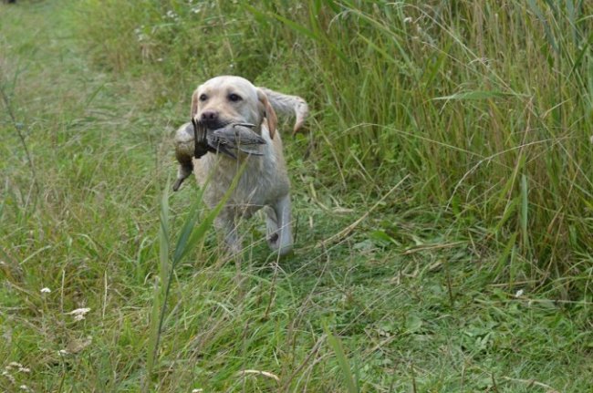 Як на Волині мисливці полювали на пернатих. ФОТО