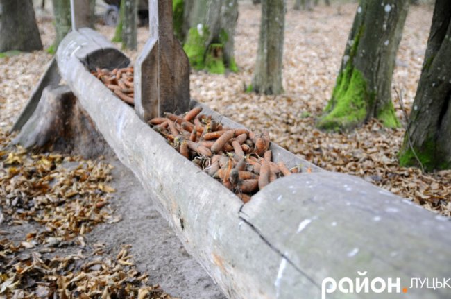 Як на Волині рятують диких тварин від холоду і голоду. ФОТО. ВІДЕО
