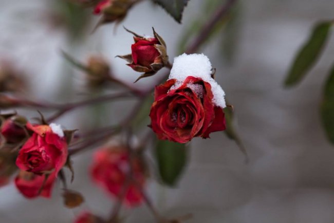 Лебеді, троянди, сніг: показали красу зимового озера на Волині. ФОТО