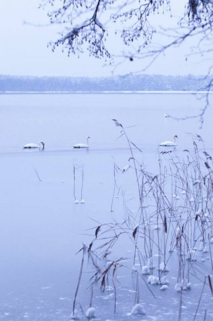 Лебеді, троянди, сніг: показали красу зимового озера на Волині. ФОТО