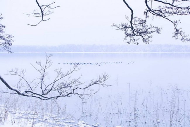 Лебеді, троянди, сніг: показали красу зимового озера на Волині. ФОТО