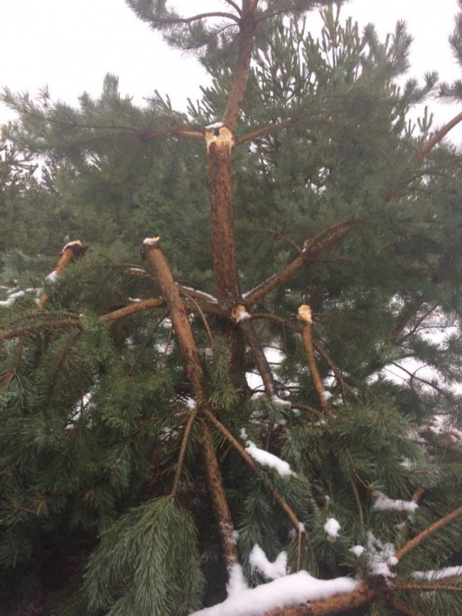 На Волині затримали «ялинкорубів». ФОТО