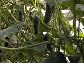 «Наш Чорниж може нагодувати пів України»: в селі на Волині майже усі вирощують огірки. ВІДЕО